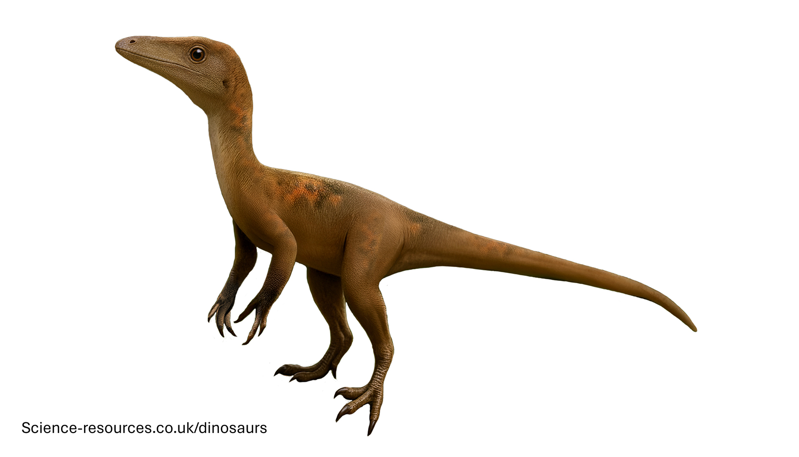 An realistic depiction of a feathered Compsognathus dinosaur.