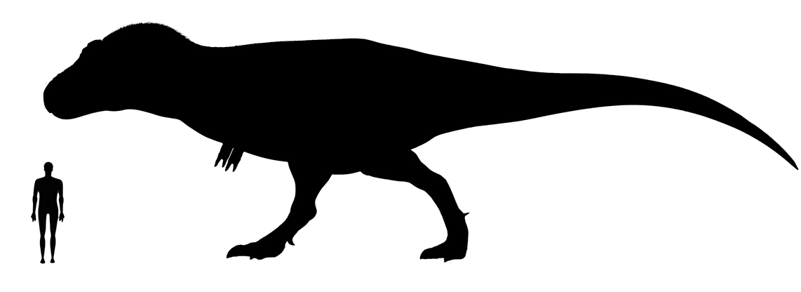 Image showing a size comparison between an adult Tyrannosaurus (left) versus a human adult (right).