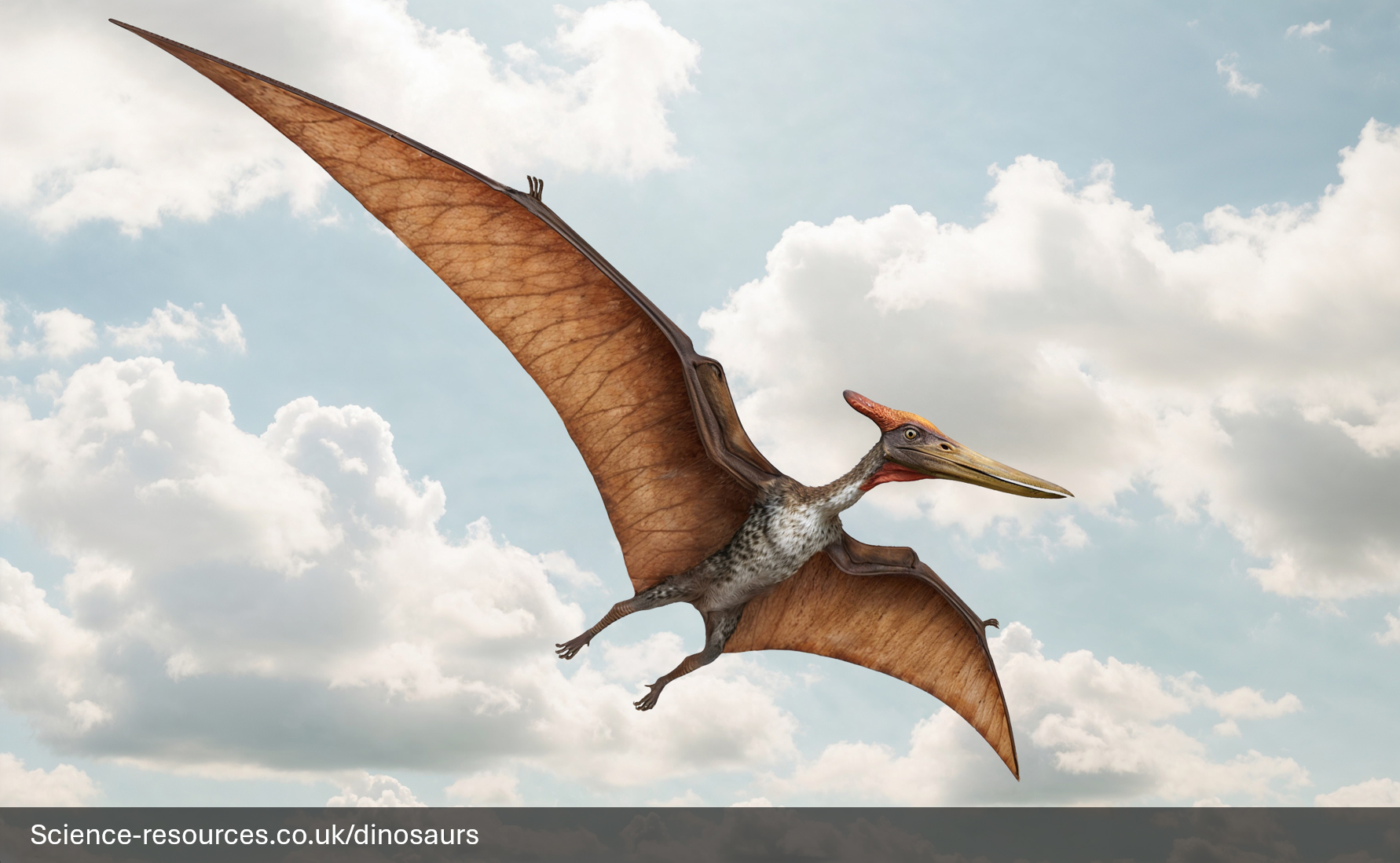 A dynamic, photorealistic computer-generated image of a Pteranodon flying with its wings fully extended against a bright, slightly cloudy blue sky. The large pterosaur is depicted with brown, leathery wings, a dark, fuzzy body, and a long, toothless beak. Its most notable feature is the large, reddish-brown, backward-pointing cranial crest that balances its head.